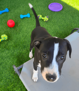 Po Boy - Zoey's Litter image 2