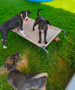 Po Boy - Zoey's Litter image 4