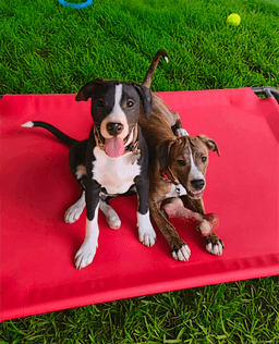 Po Boy - Zoey's Litter image 3