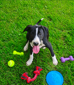 Po Boy - Zoey's Litter image 1