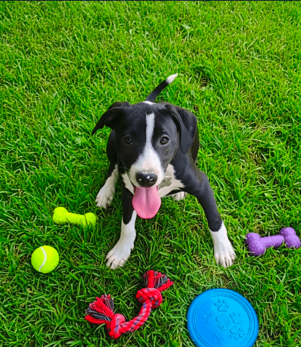 Po Boy - Zoey's Litter - Pit Bull Terrier