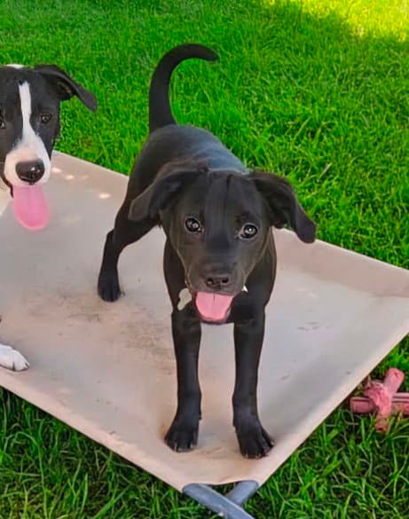 Lucy - Zoey's Litter - Pit Bull Terrier