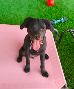 Lucy - Zoey's Litter image 3