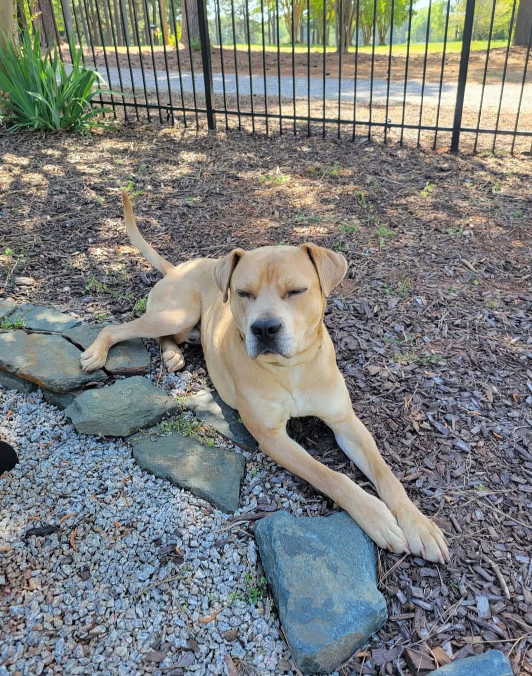 Grasshopper - Labrador Retriever
