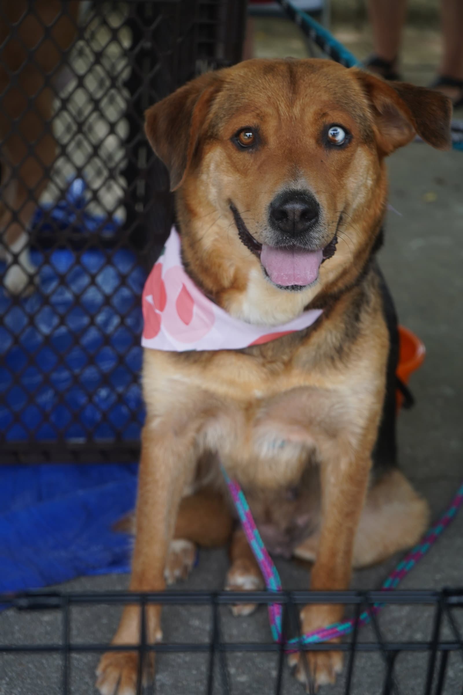 Sweets - Mountain Cur