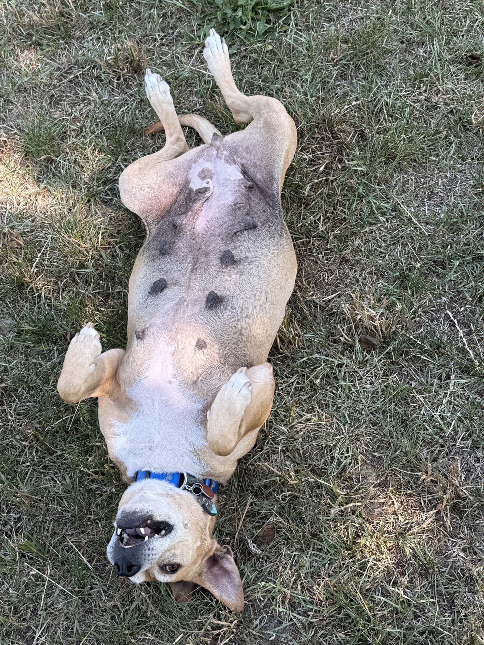 Momma - Mountain Cur