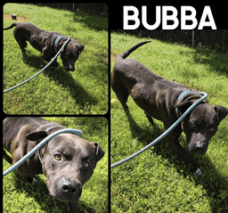 Bubba image 4
