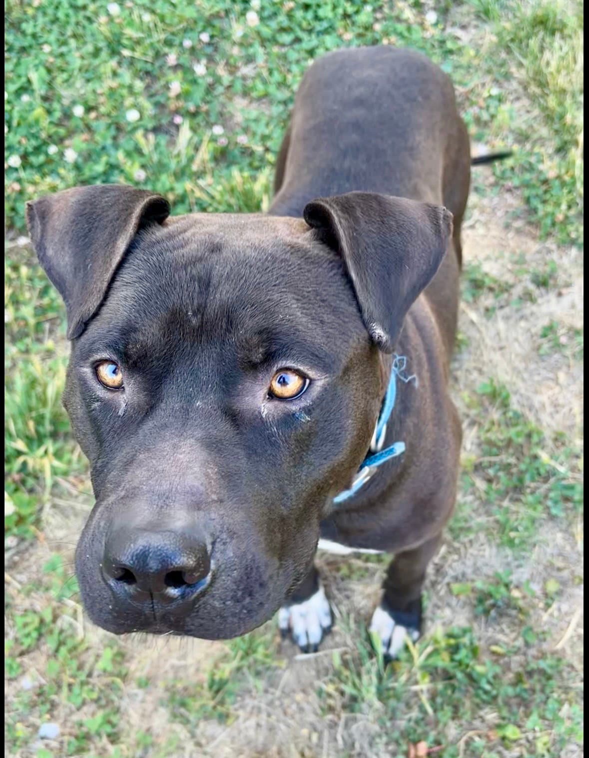Bubba - American Pit Bull Terrier