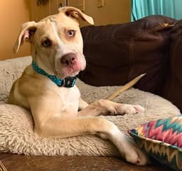 Nala image 2