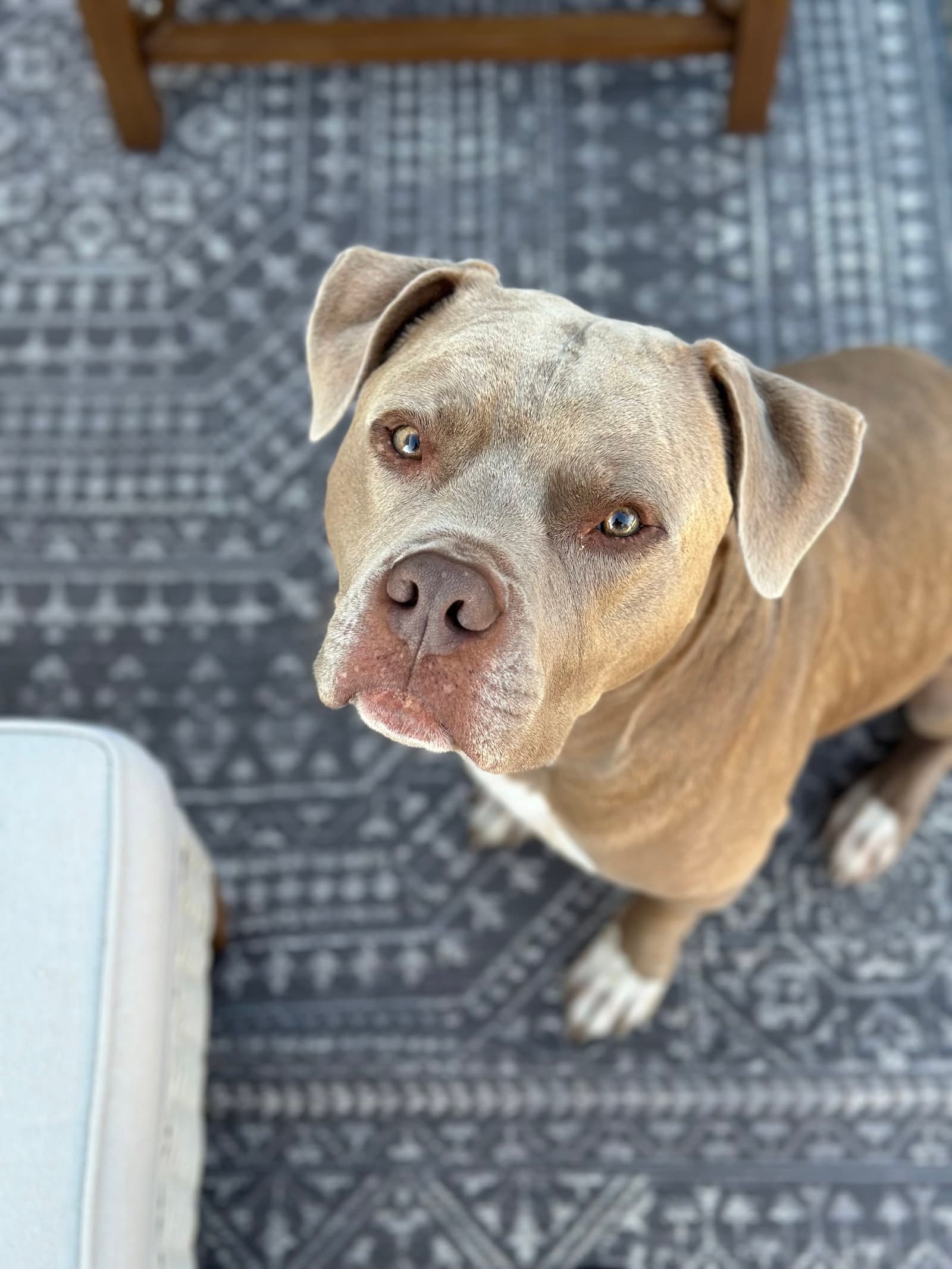 Leo Courtesy - Pit Bull Terrier