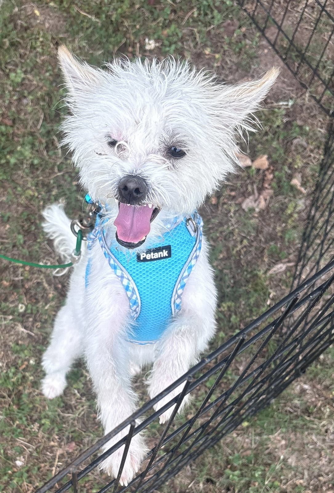 Legend - West Highland White Terrier Westie