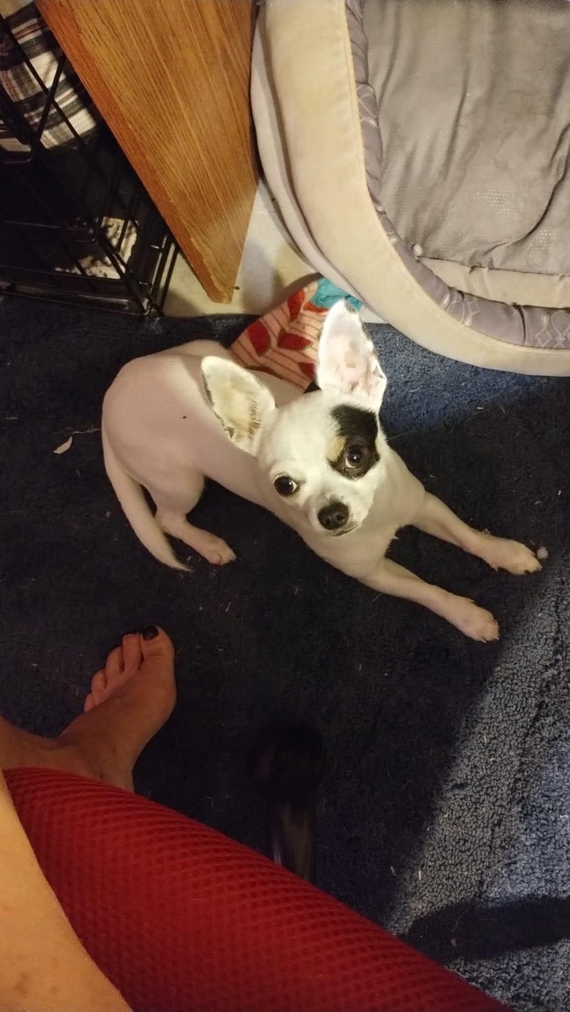 Bojack - Chihuahua