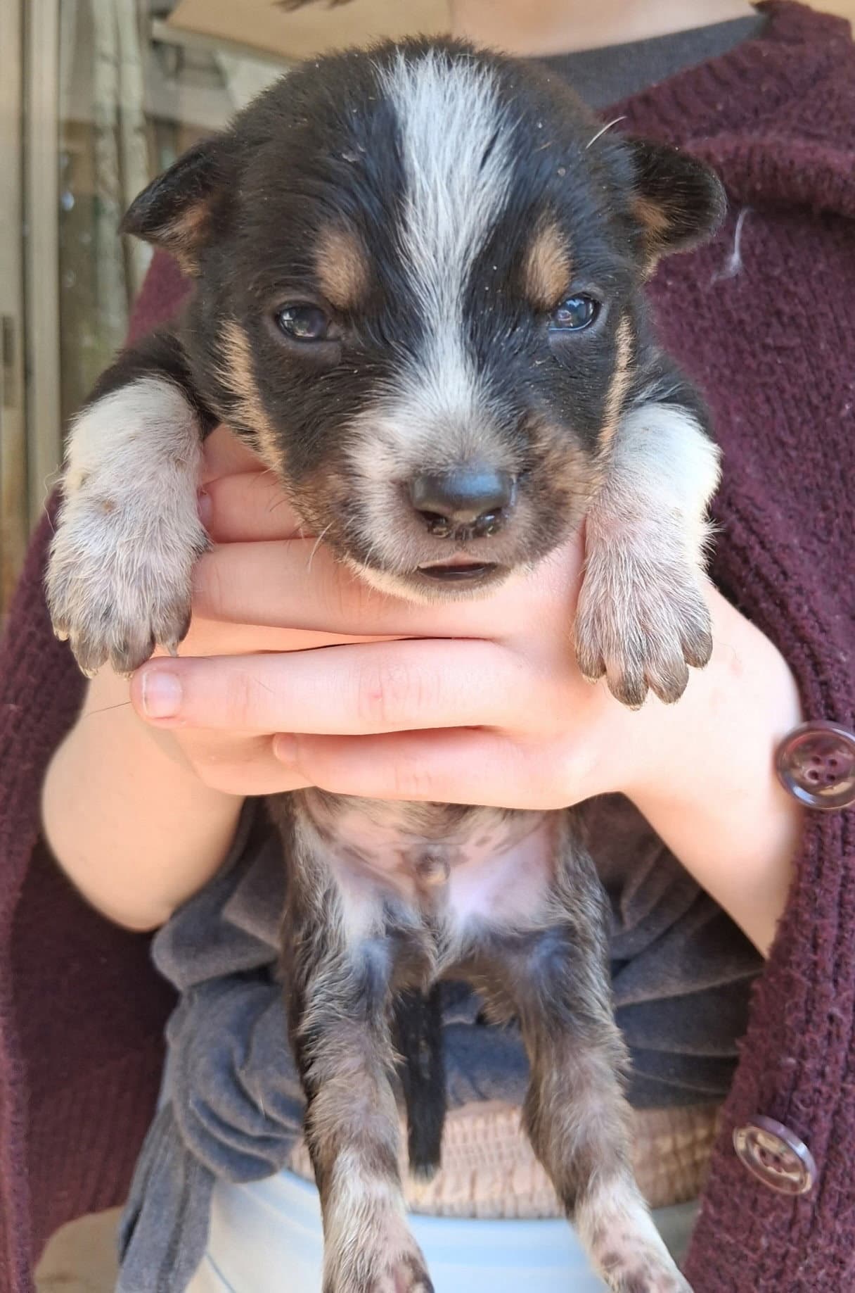 Dave - Chipmunk Litter - Australian Cattle Dog/Blue Heeler