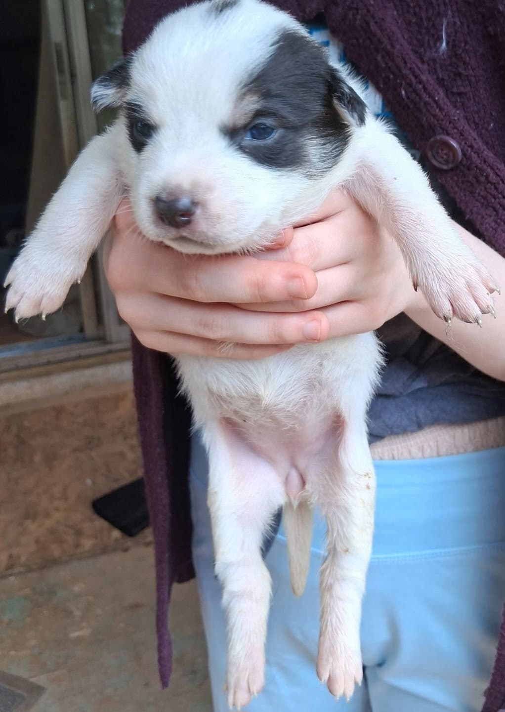Brittany- Chipmunk Litter - Australian Cattle Dog/Blue Heeler