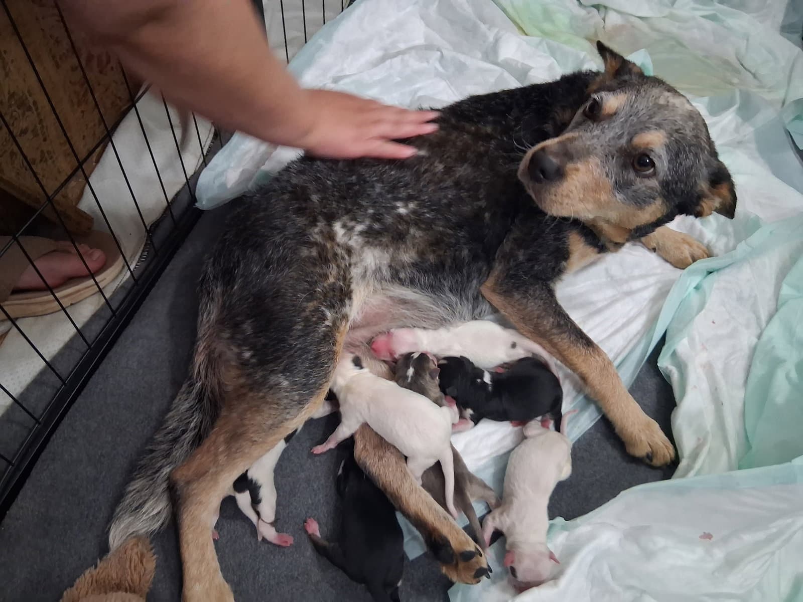 Neeta- Chipmunk Mom - Australian Cattle Dog/Blue Heeler