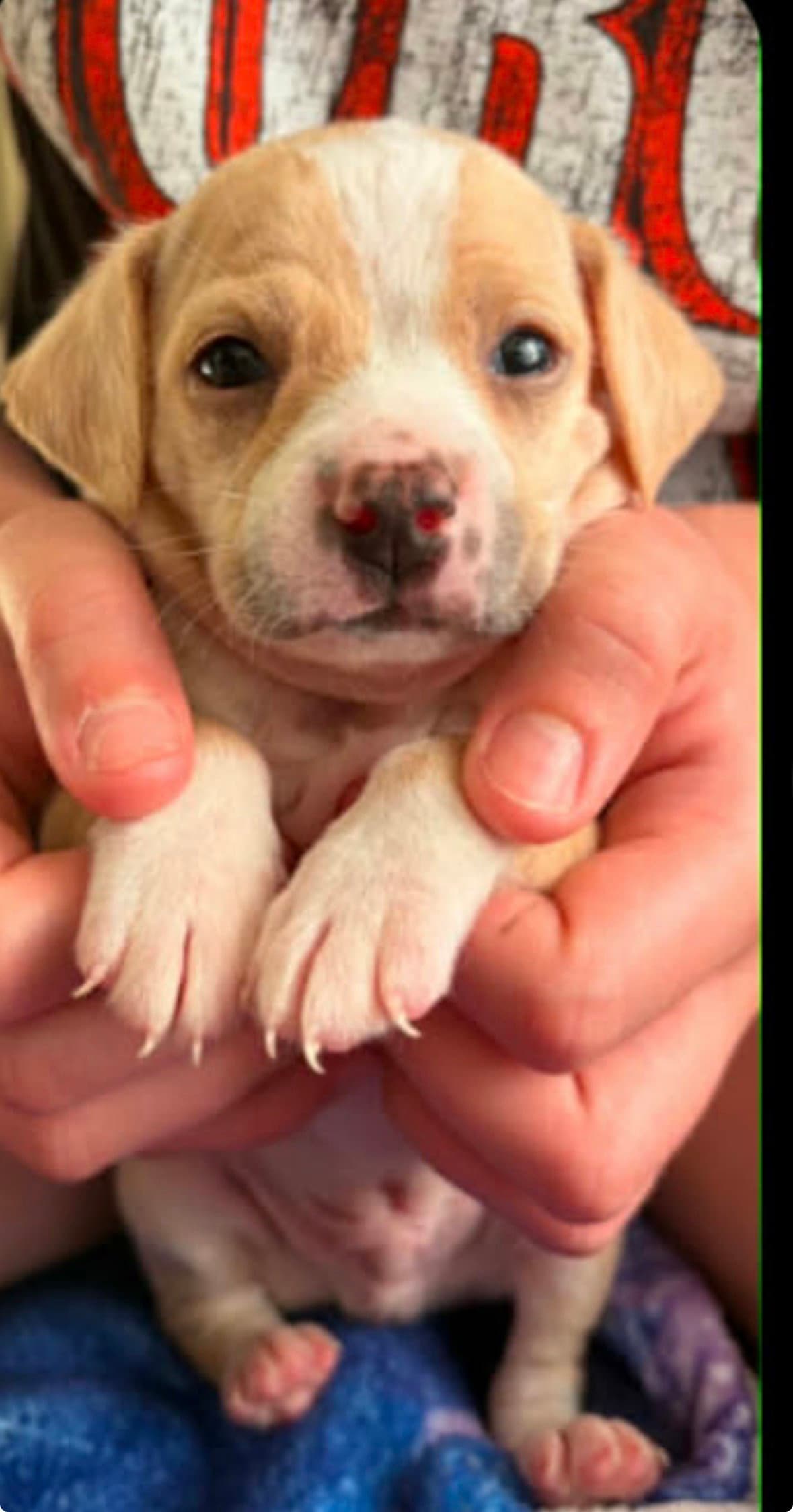 Bean - American Bulldog