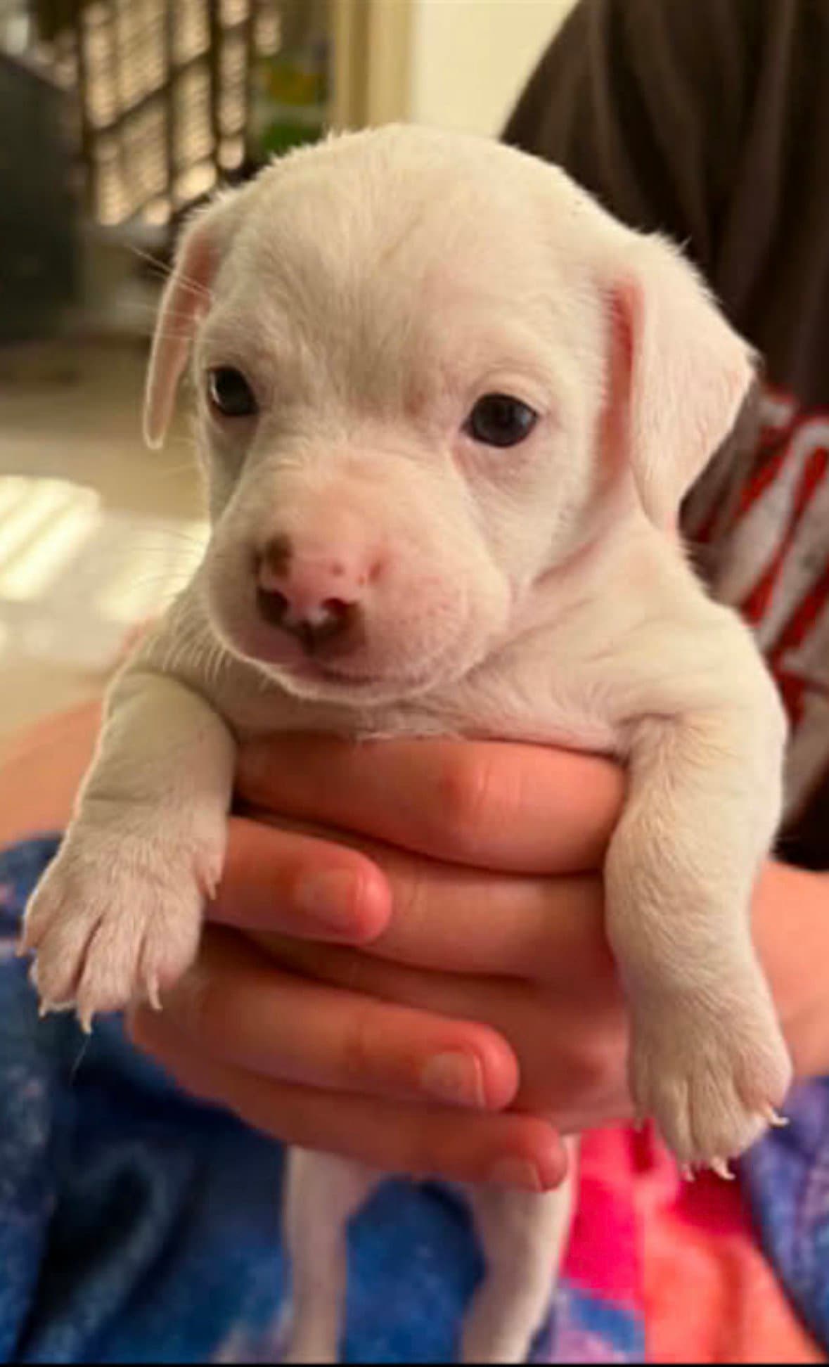 Zucchini Zukie - American Bulldog
