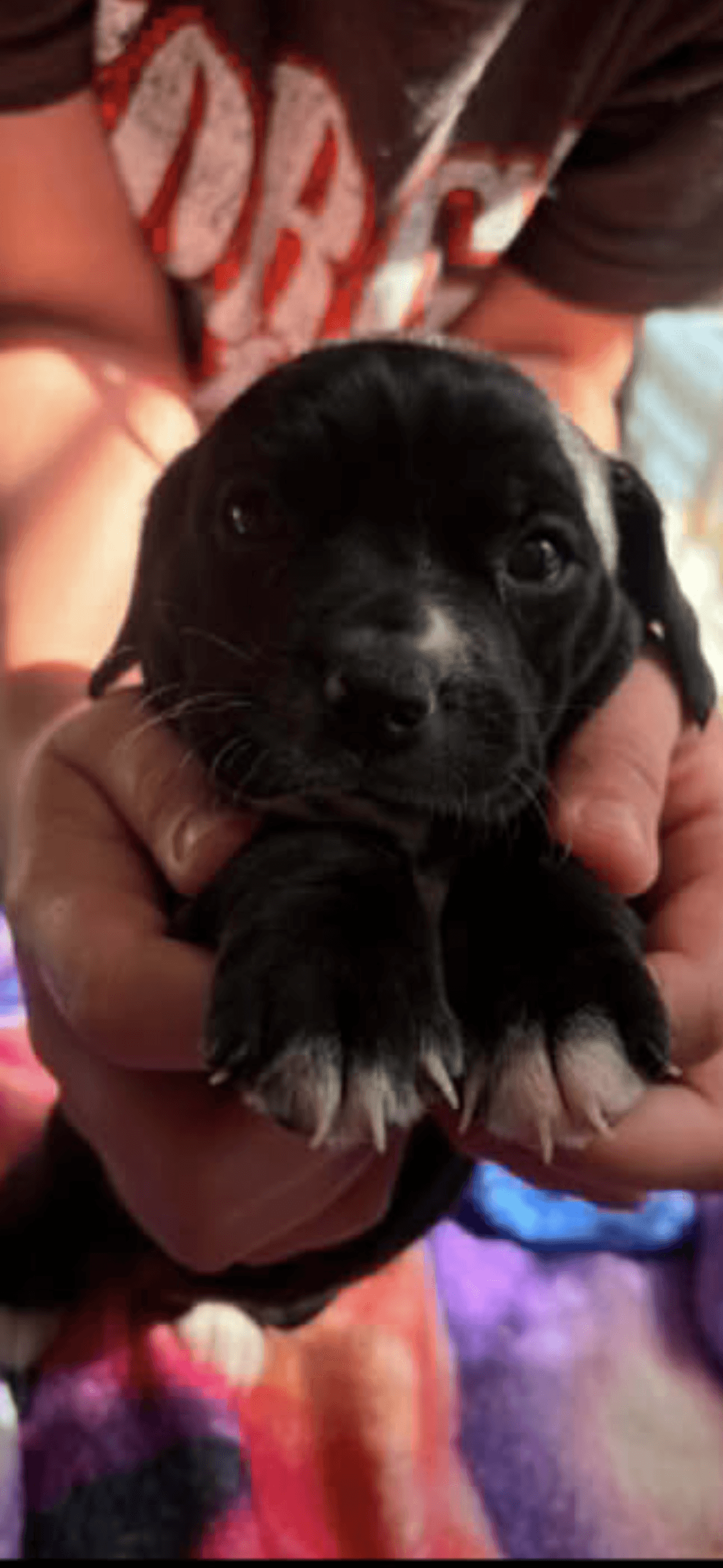 Nori - American Bulldog