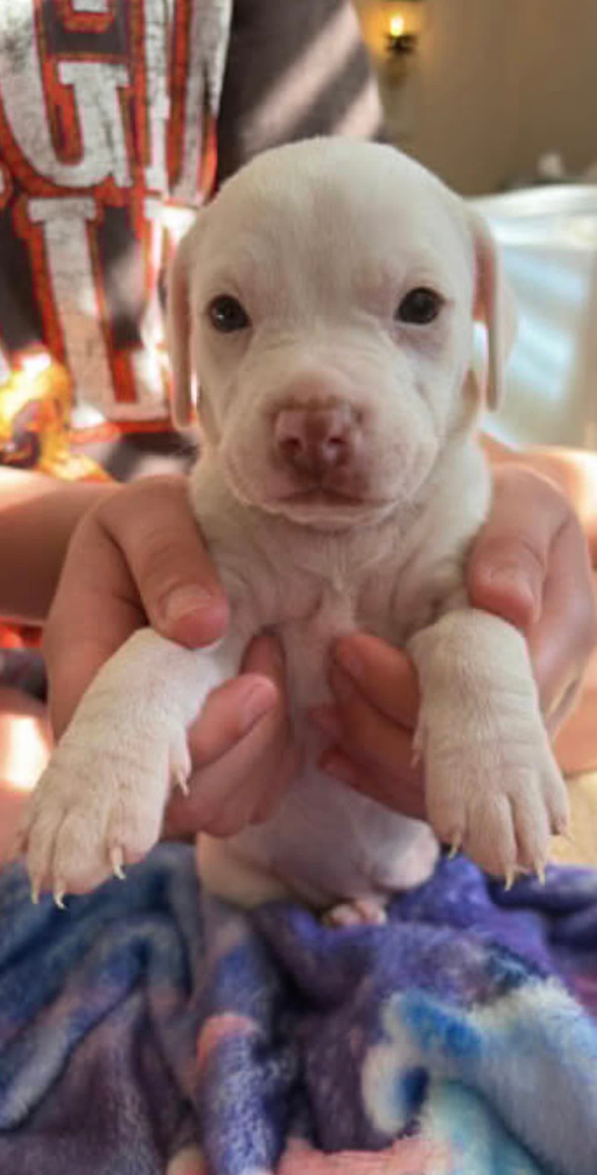 Sweat Pea - American Bulldog