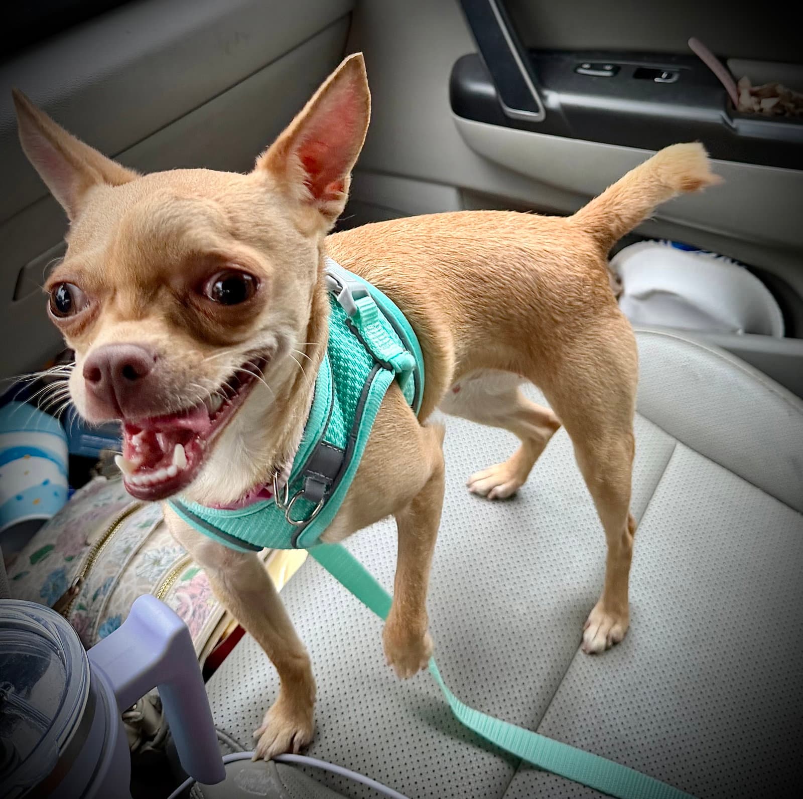 Suzi - Chihuahua