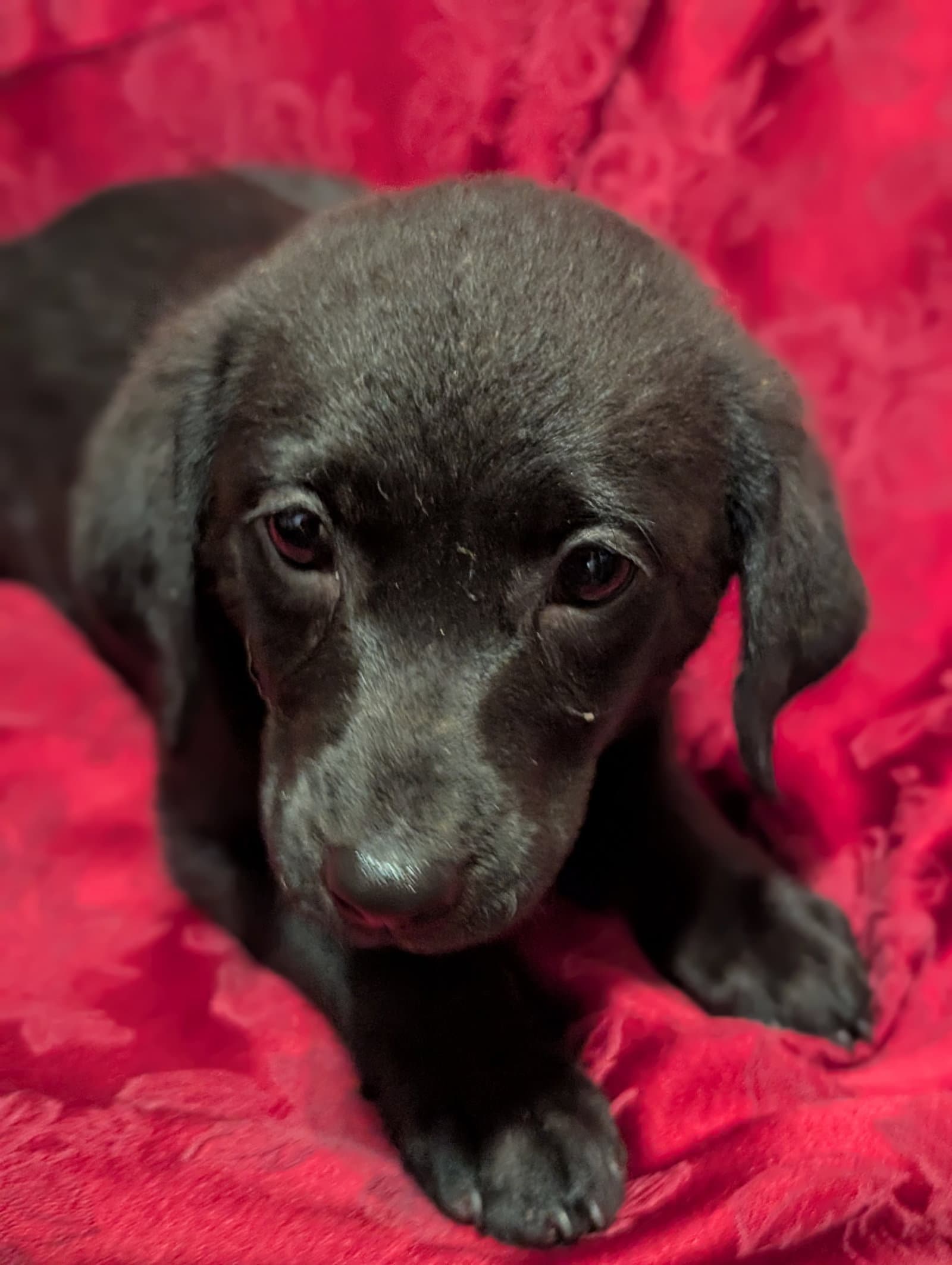 Ruin - Life Of A Showgirl Litter - Labrador Retriever