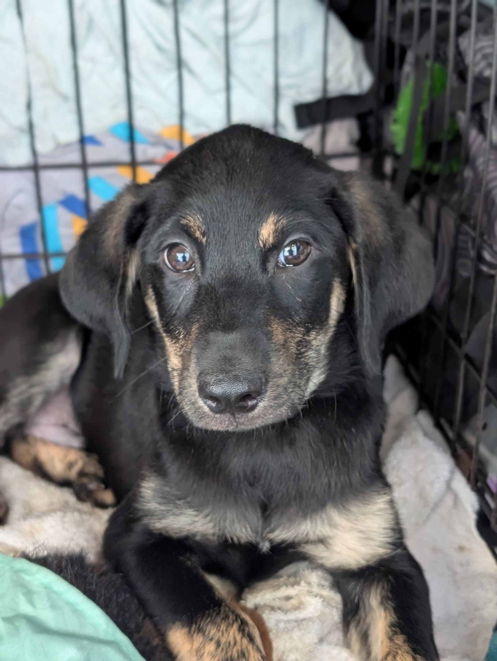 Wood - Life Of A Showgirl Litter - Labrador Retriever