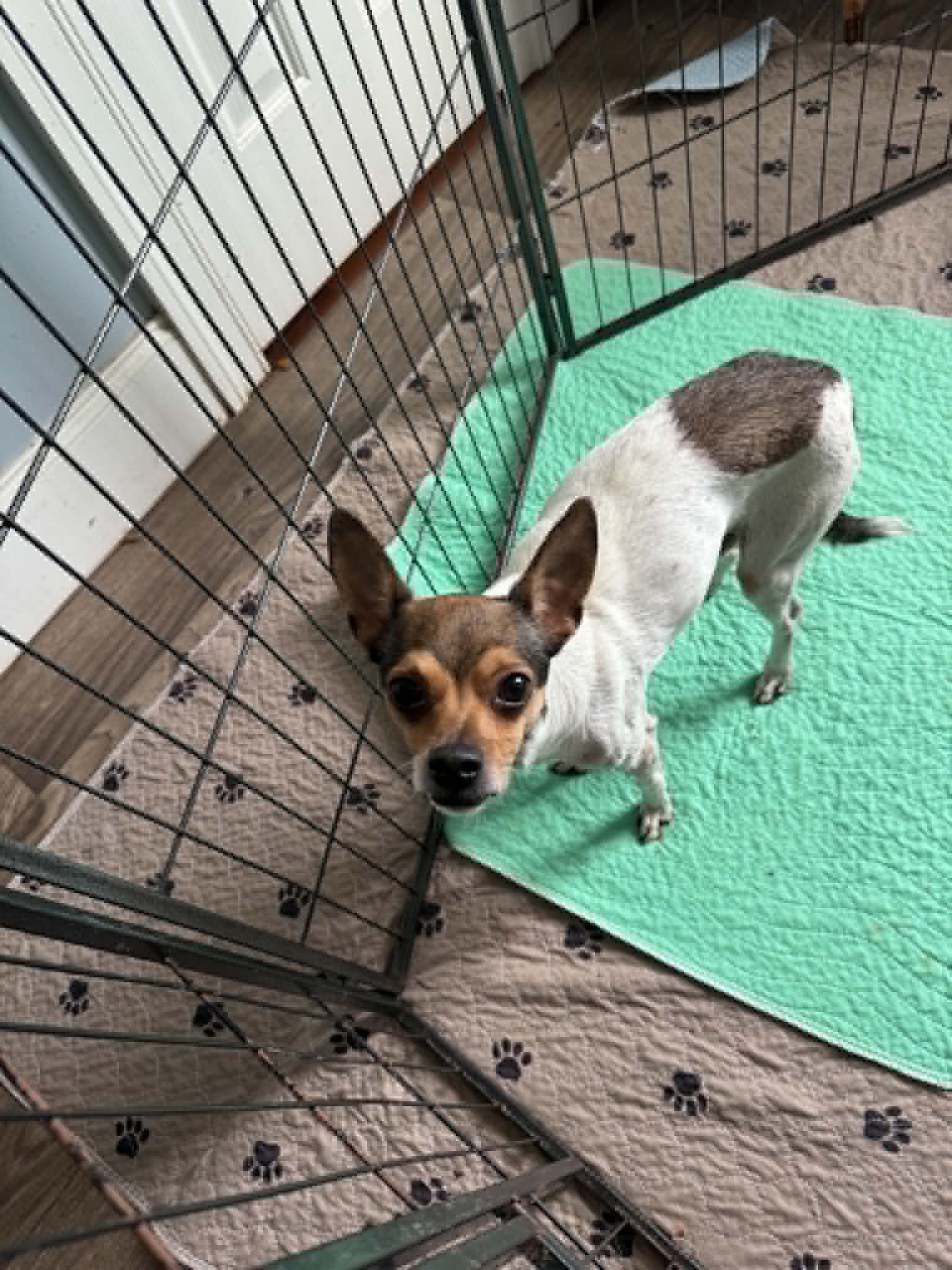 Tiny - Chihuahua