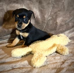 Flora- Cira's Litter image 2