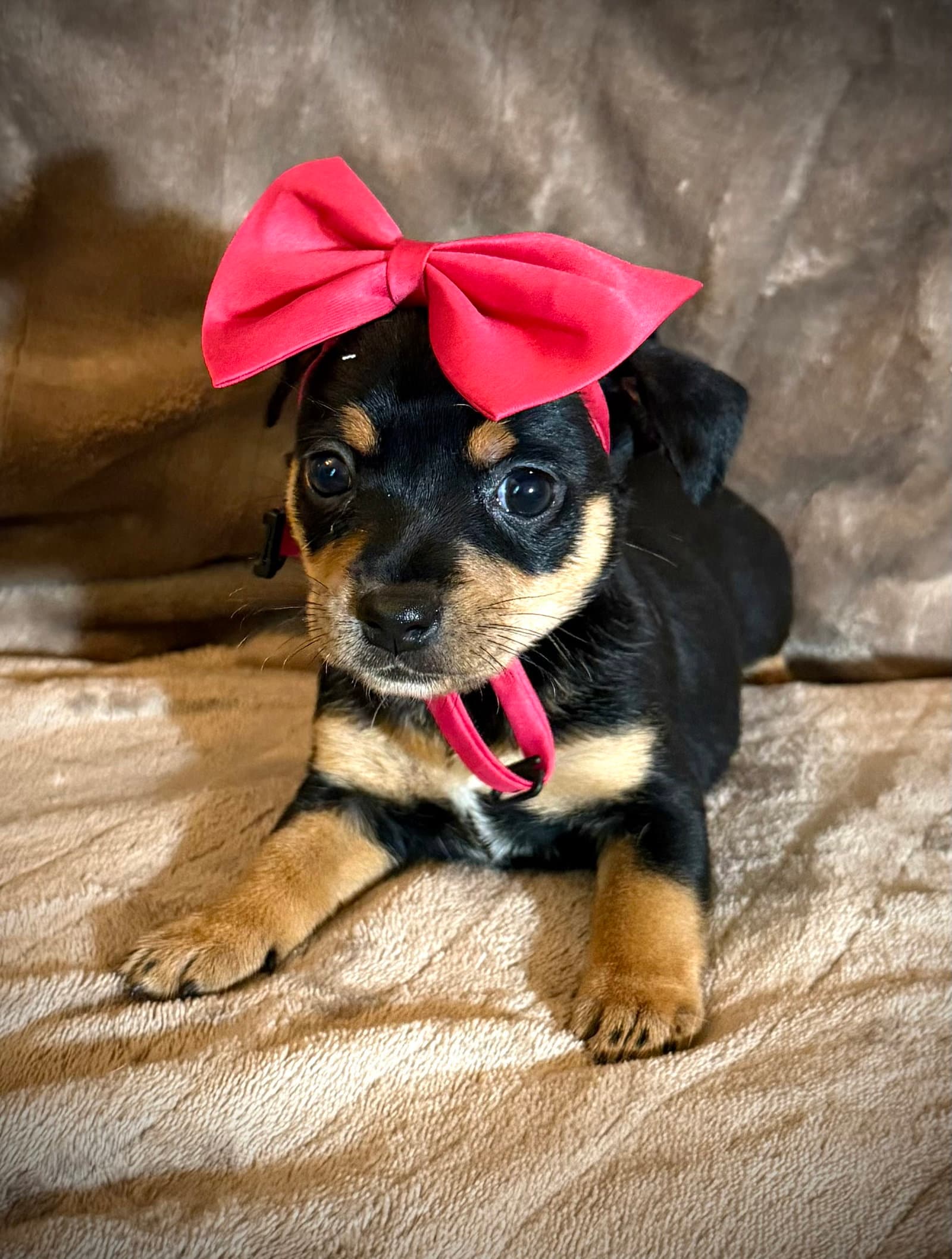 Flora- Cira's Litter - Rat Terrier
