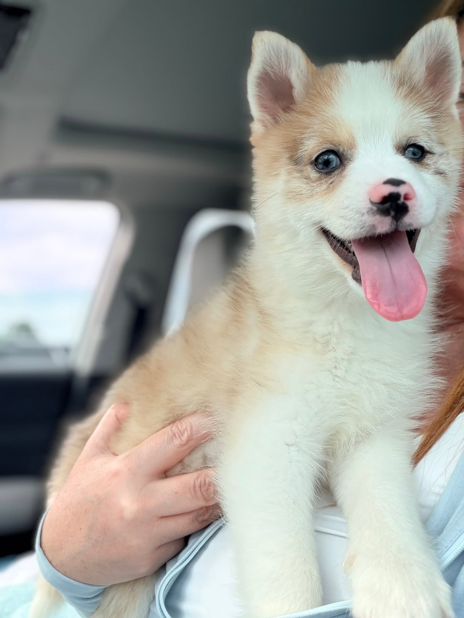 Murph - Pomeranian