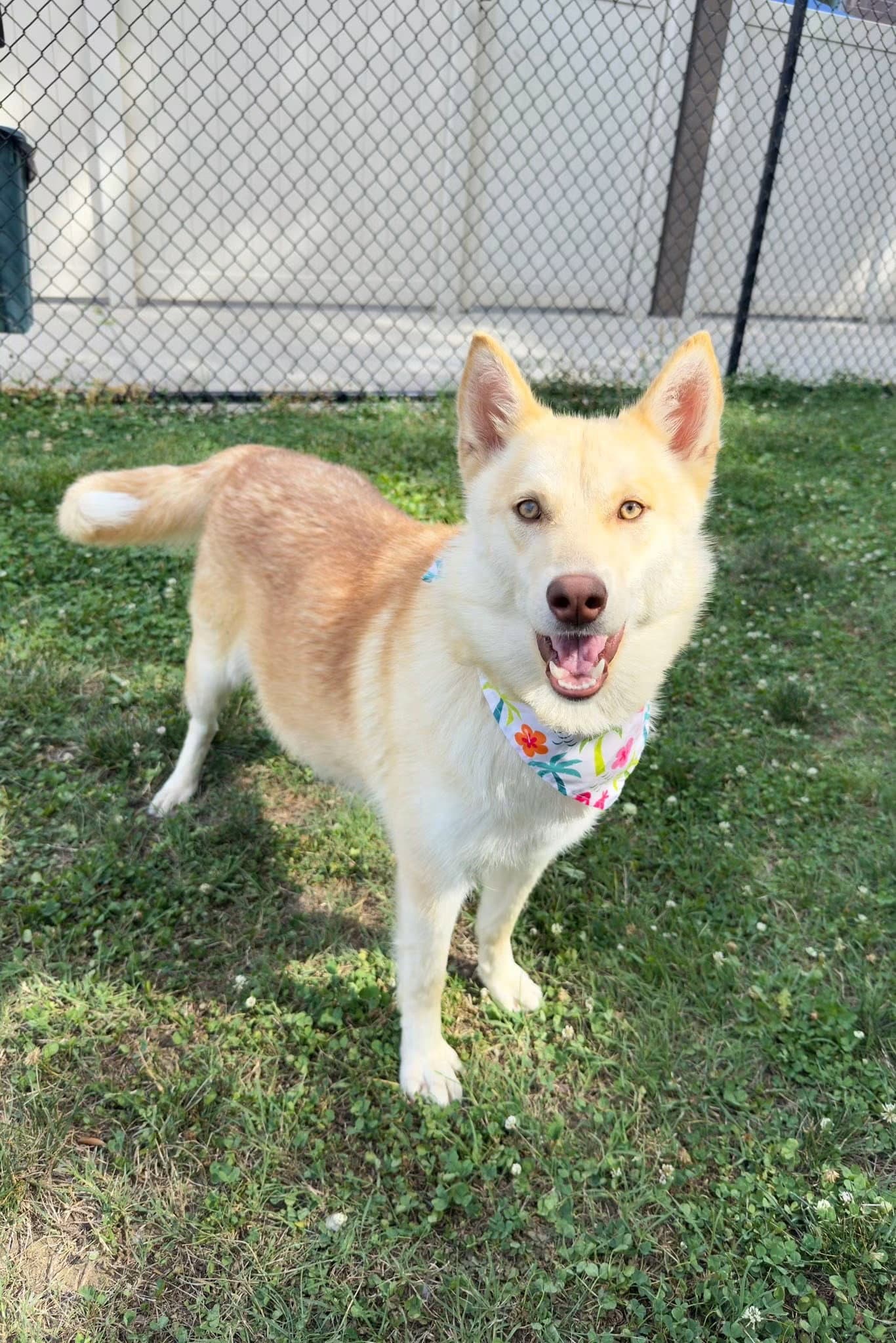 Venus The Goddess Of Beauty - Husky
