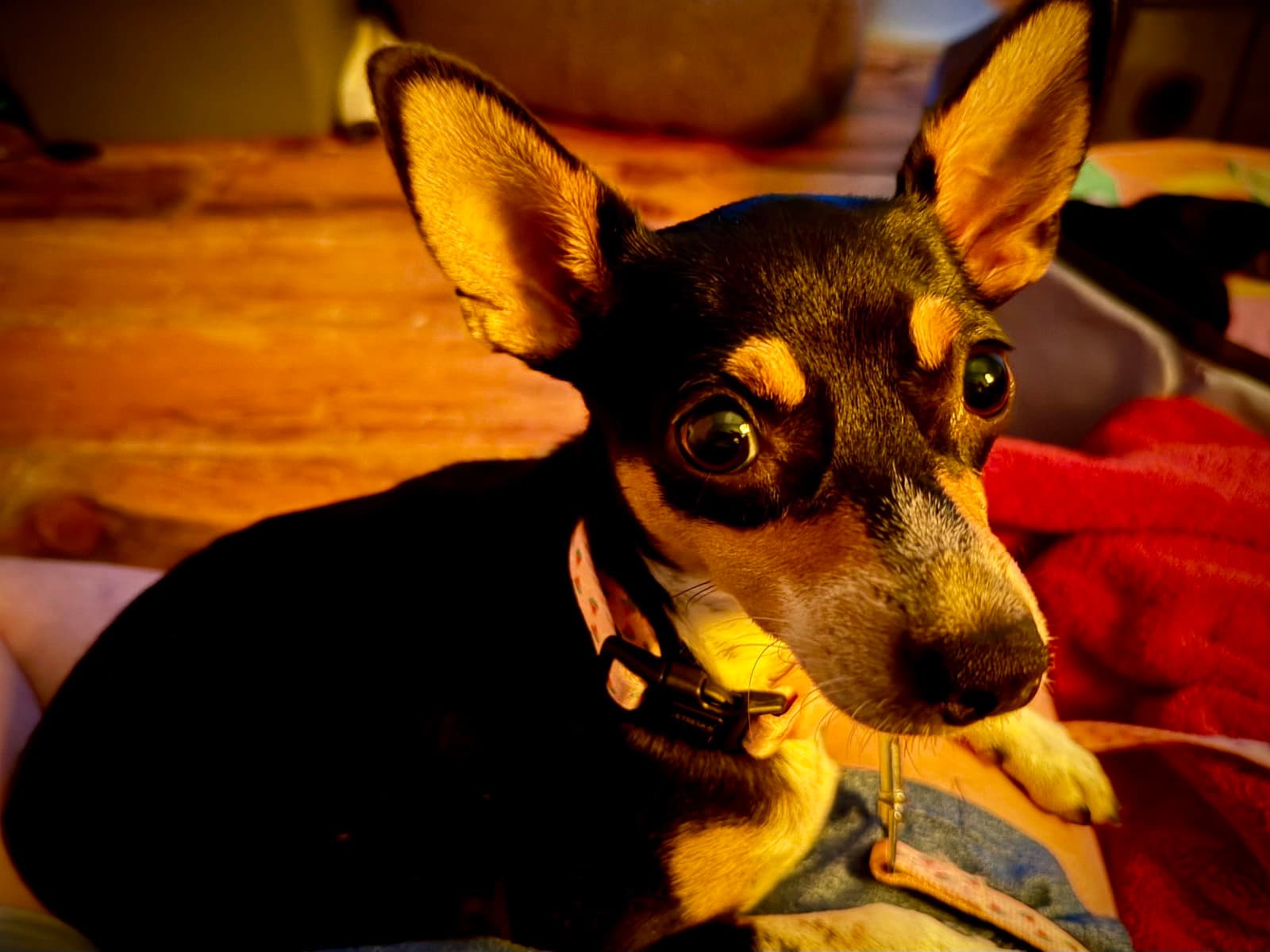Cira - Rat Terrier
