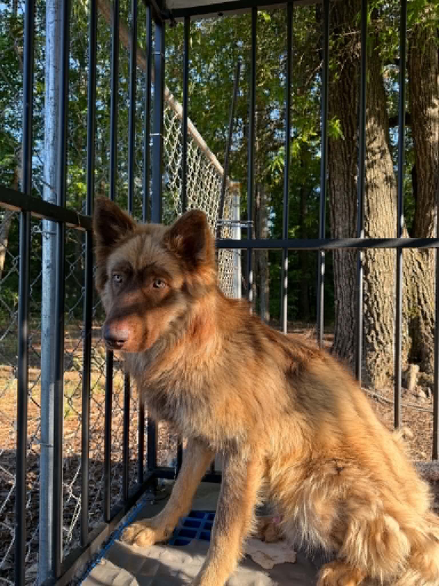 Spirit - Husky
