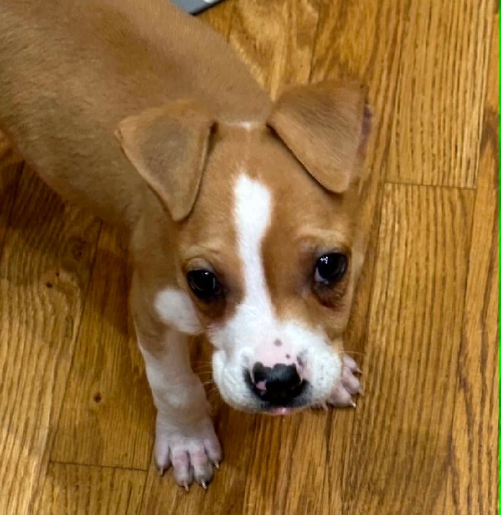 Betsy Ross - American Staffordshire Terrier