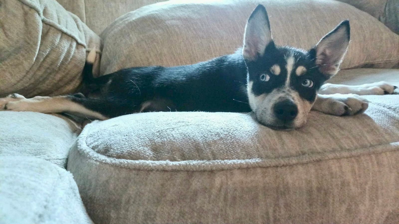 Cyro - Husky