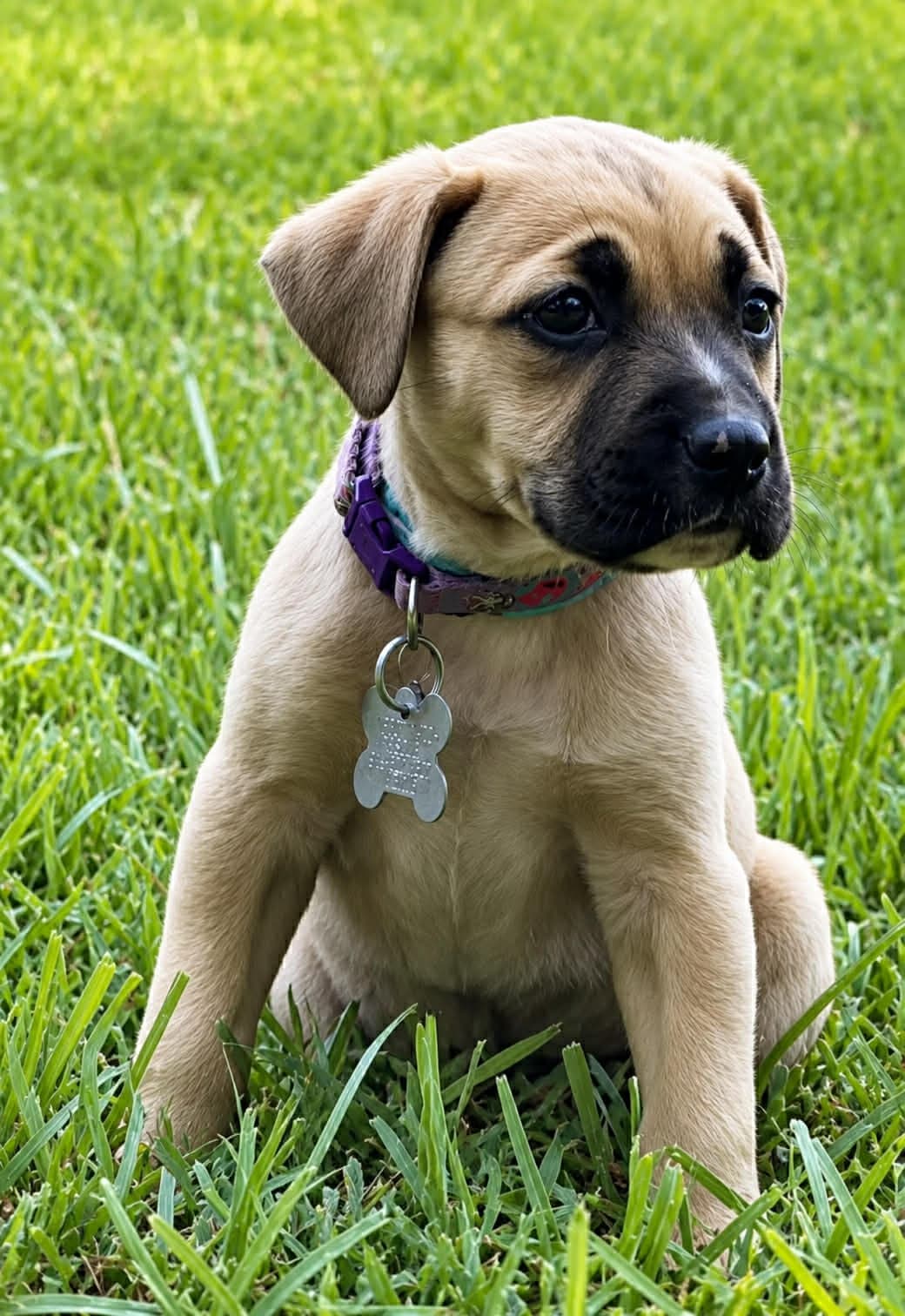 Kerr - American Pit Bull Terrier