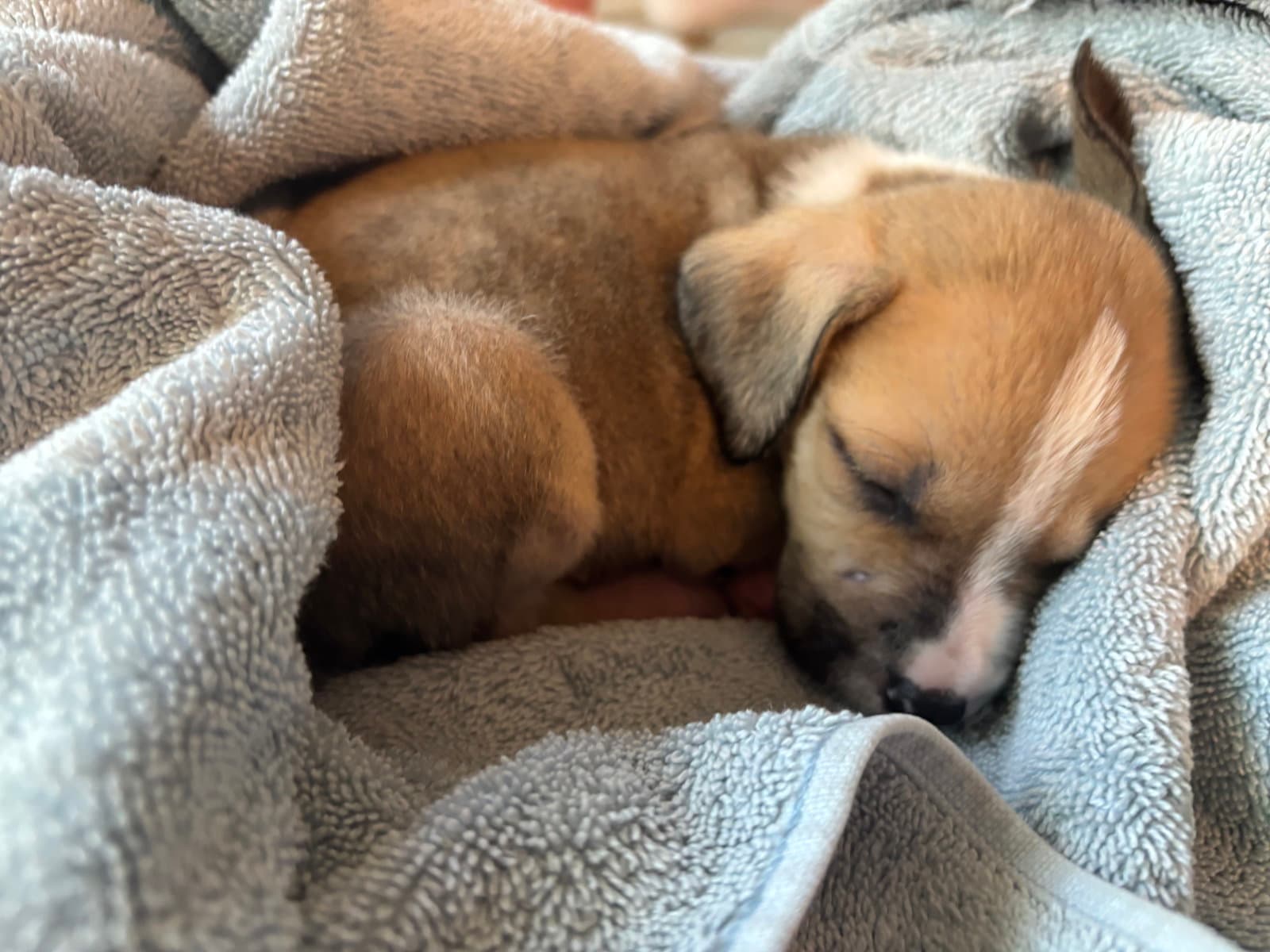 Nantahala Aka Nani Lake Litter - American Pit Bull Terrier