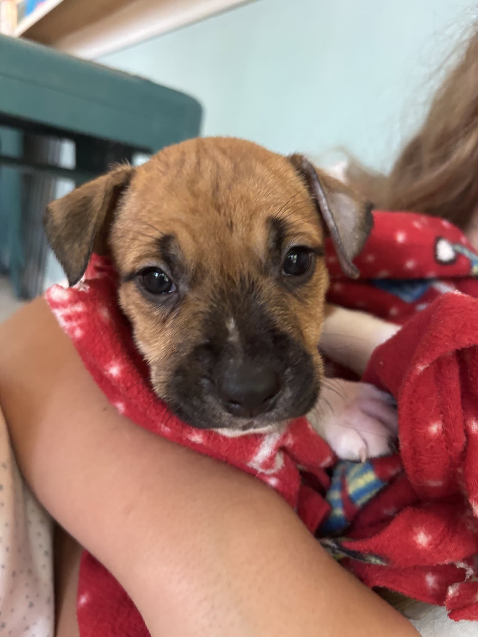 Norman Lake Litter - American Pit Bull Terrier