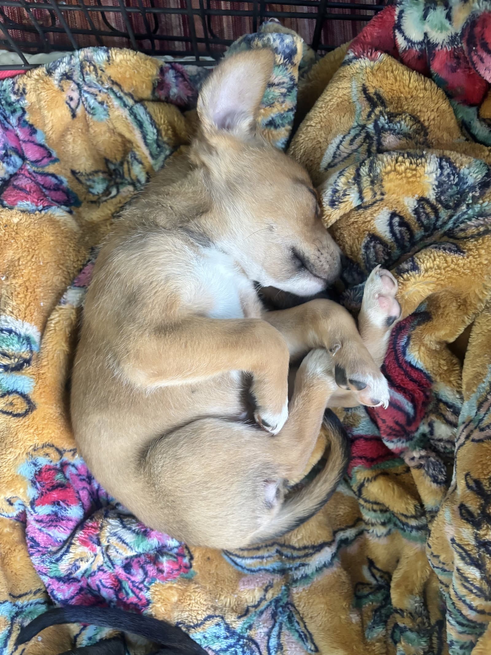 Luna - Hound