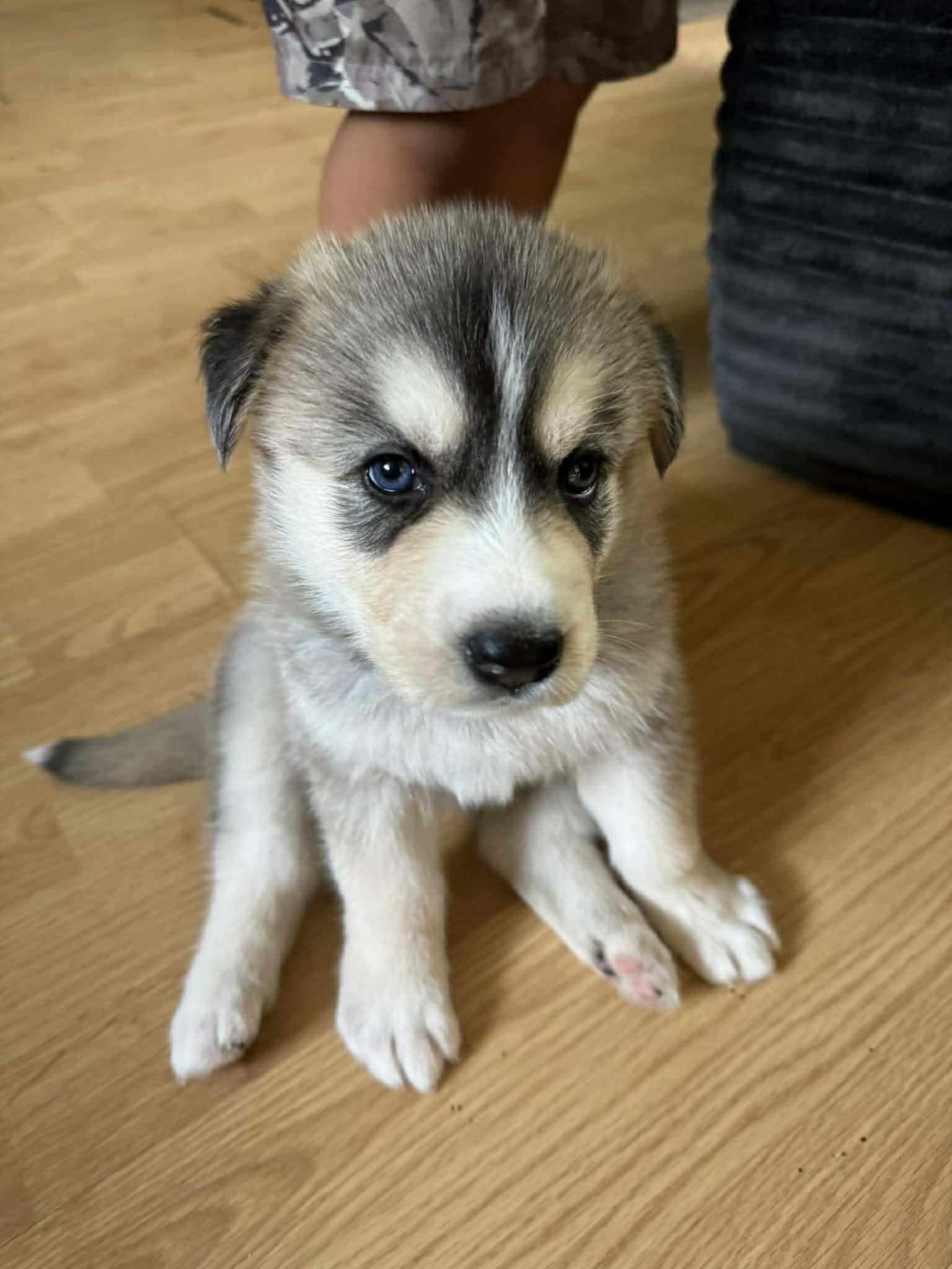 Nutmeg Soccer Litter - Husky