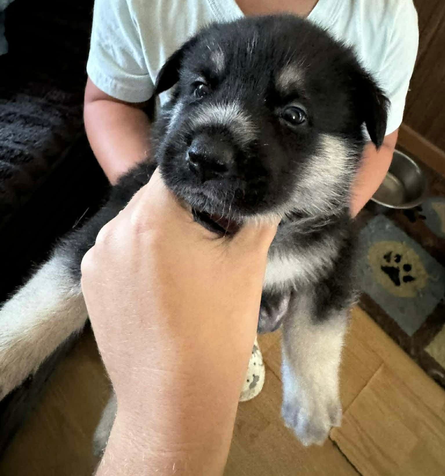 Howler Soccer Litter - Husky