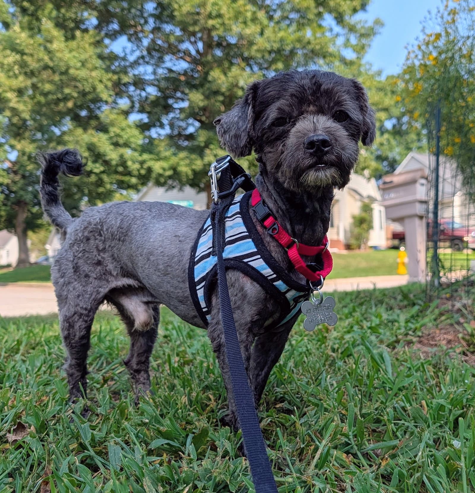 Sweet Pepper - Maltese