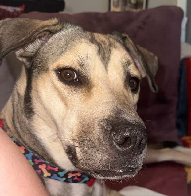 Luna - Shepherd