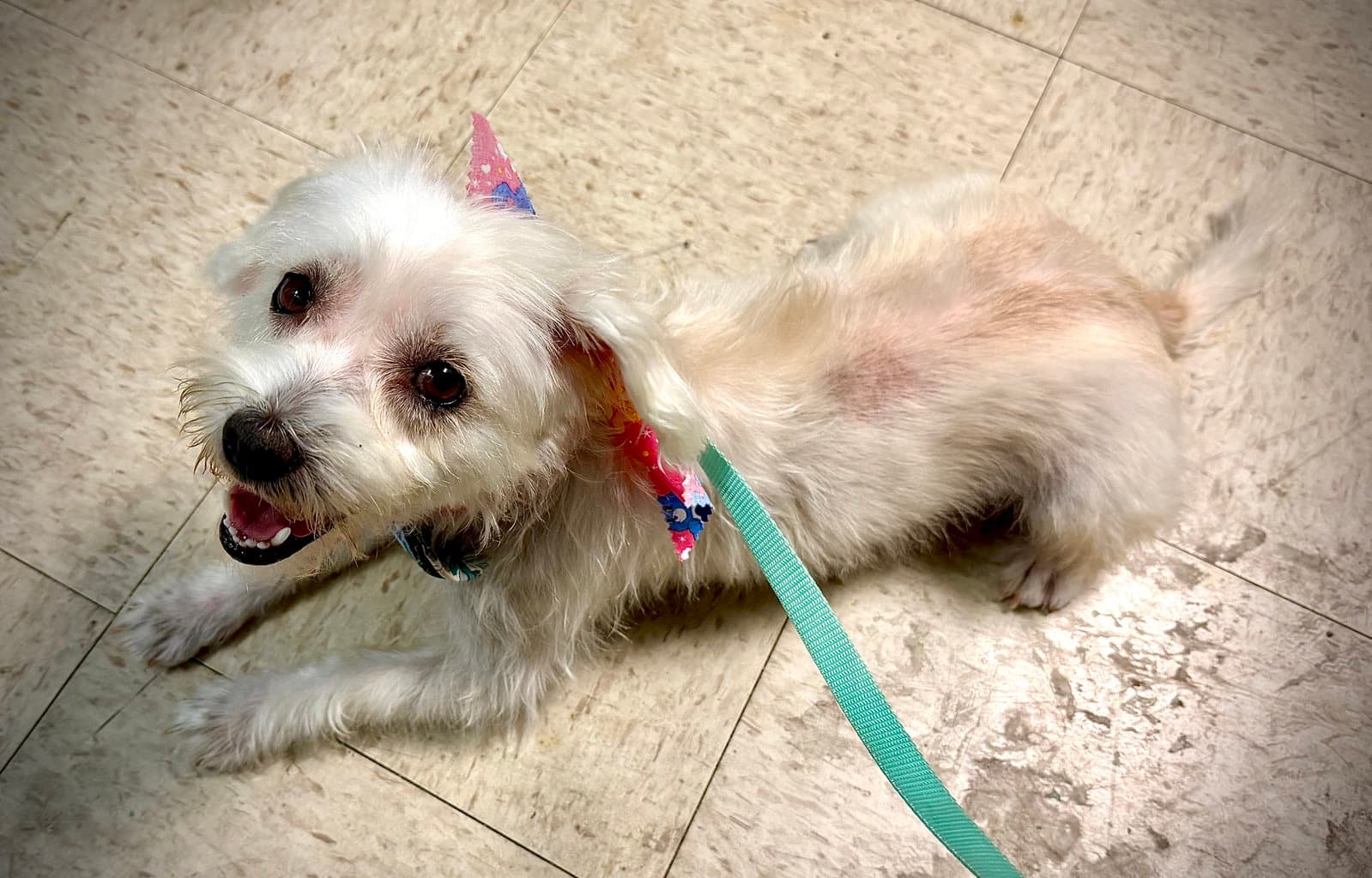 Luna - Shih Tzu