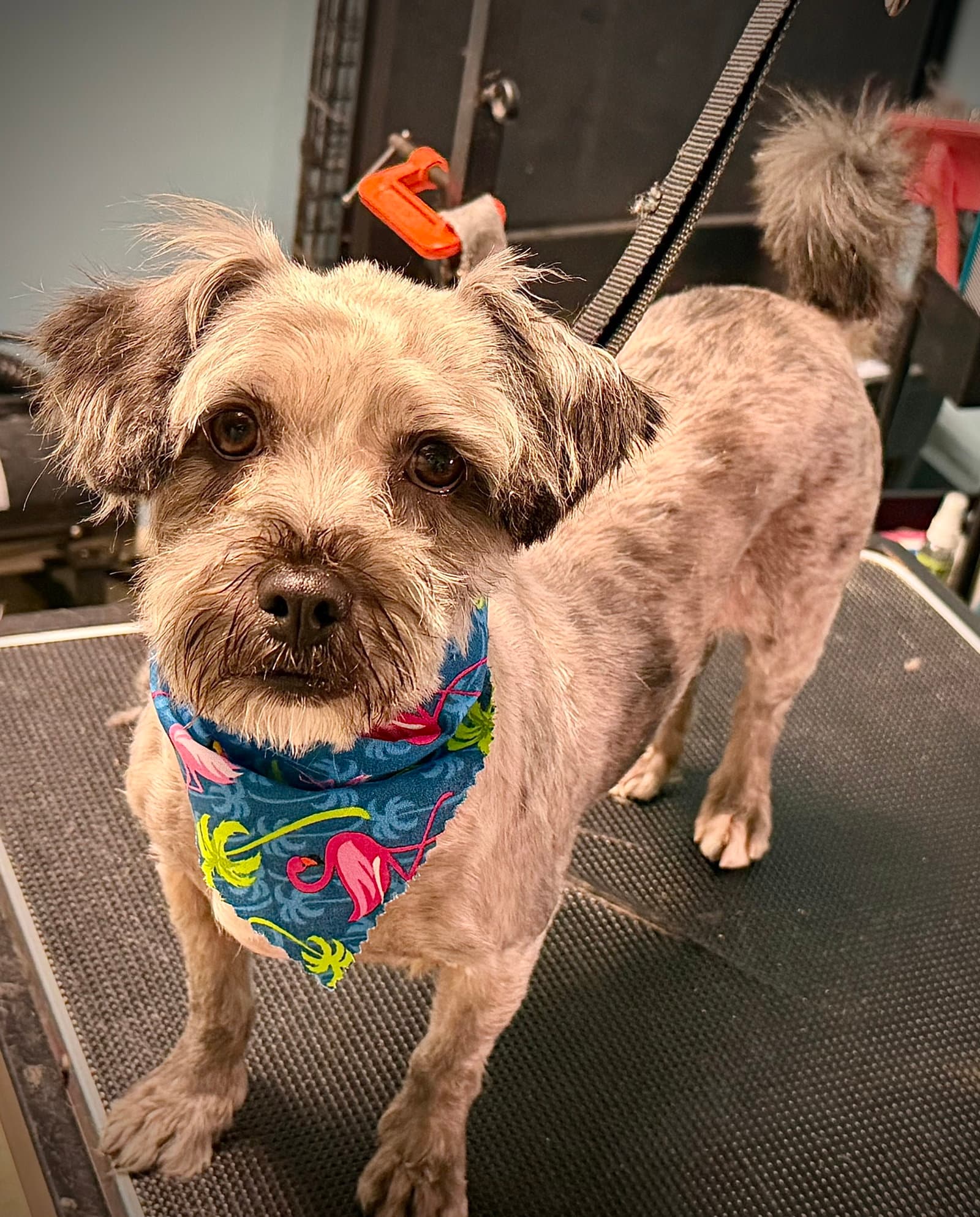 Osita - Shih Tzu