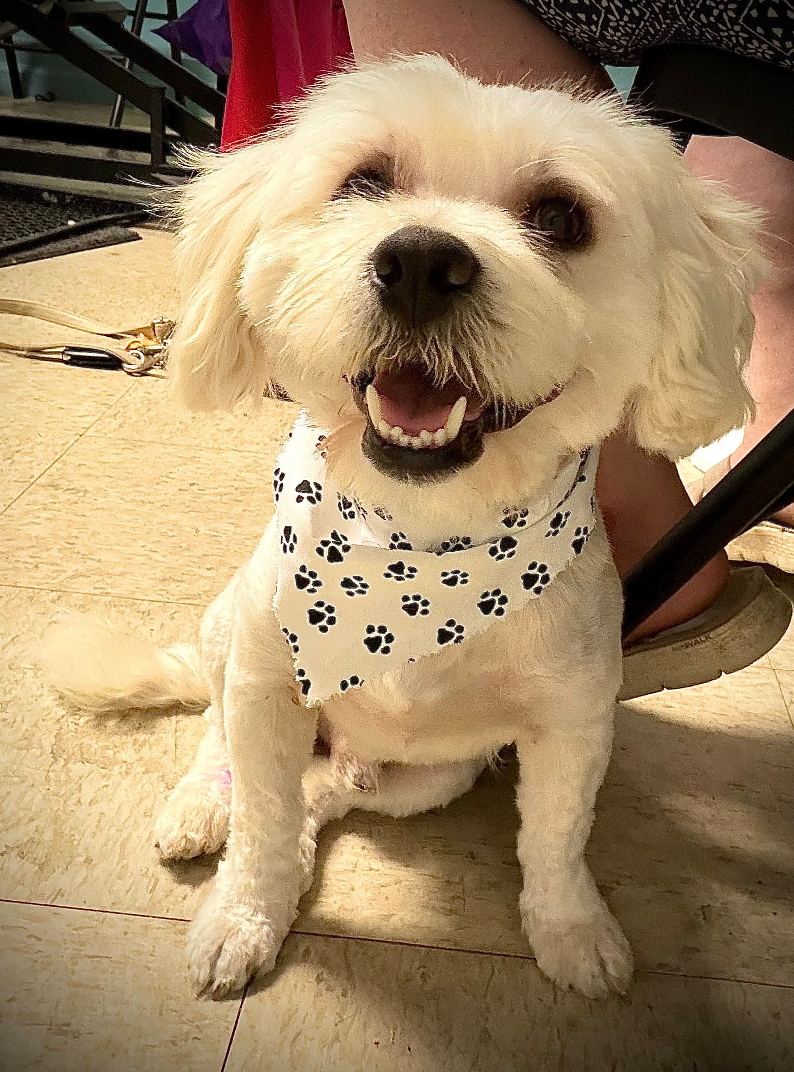Chiquito - Shih Tzu