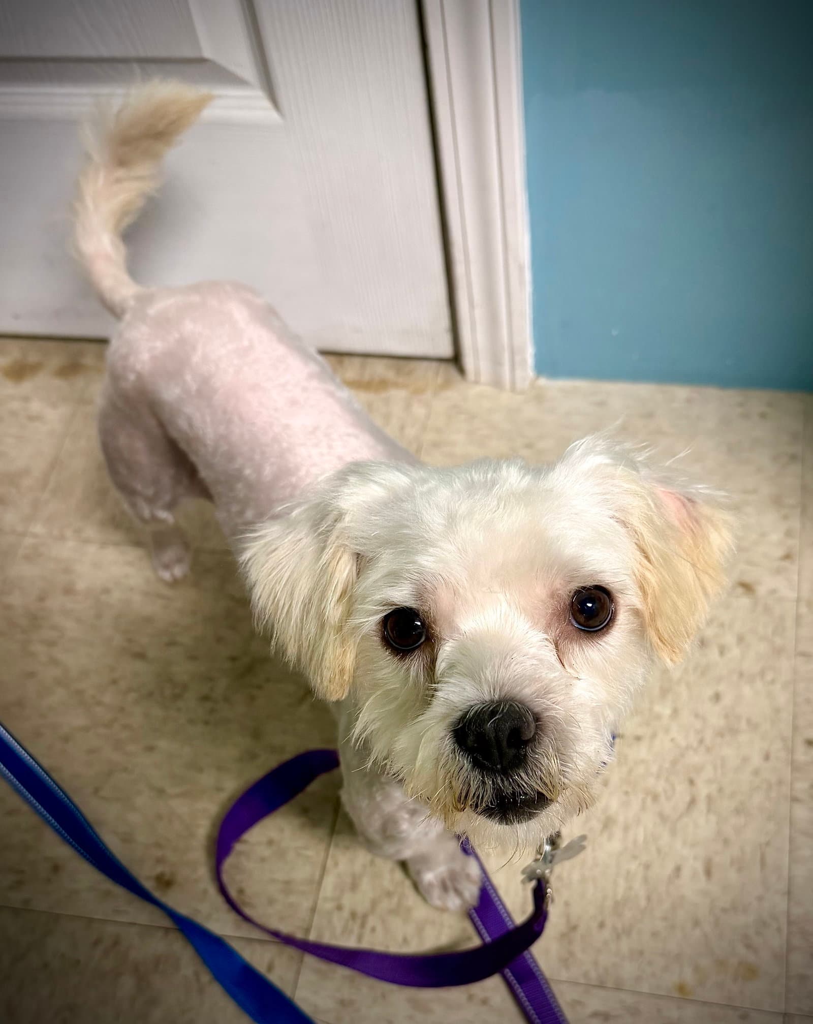 Juanito - Shih Tzu