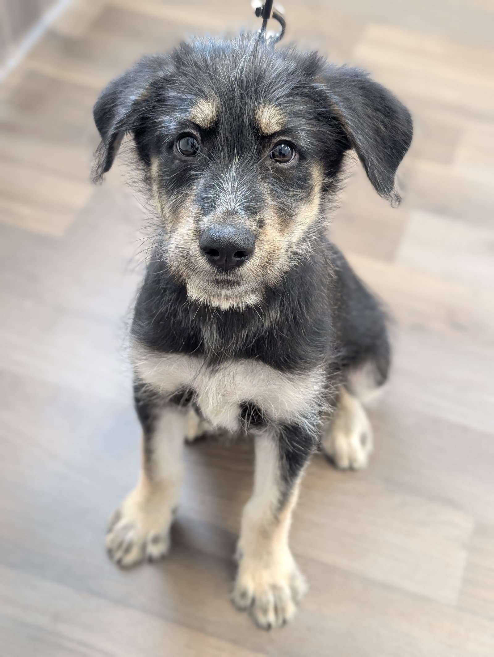Stripe - Shepherd