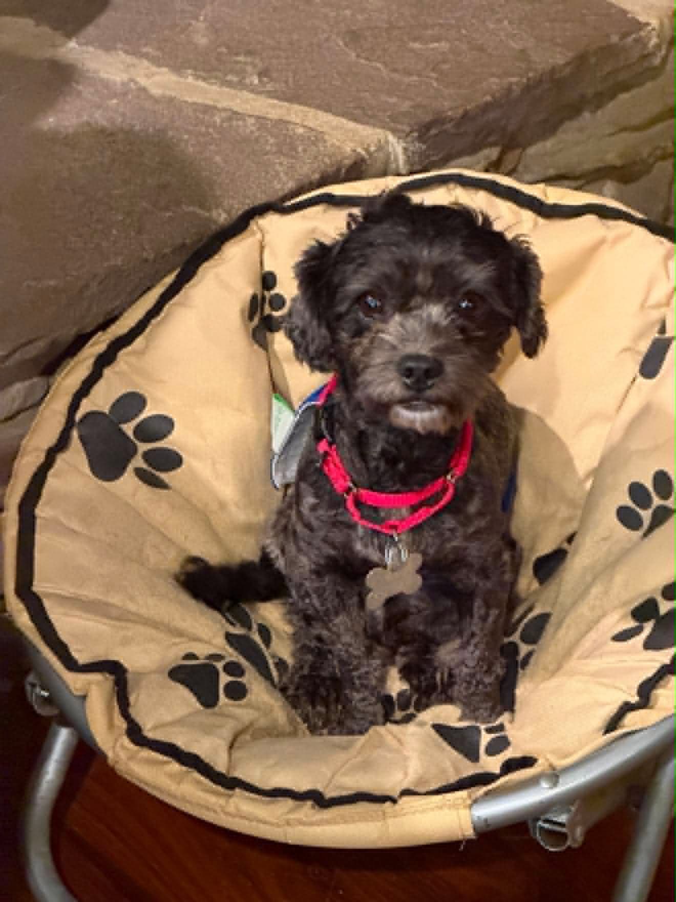 Rockella - Terrier