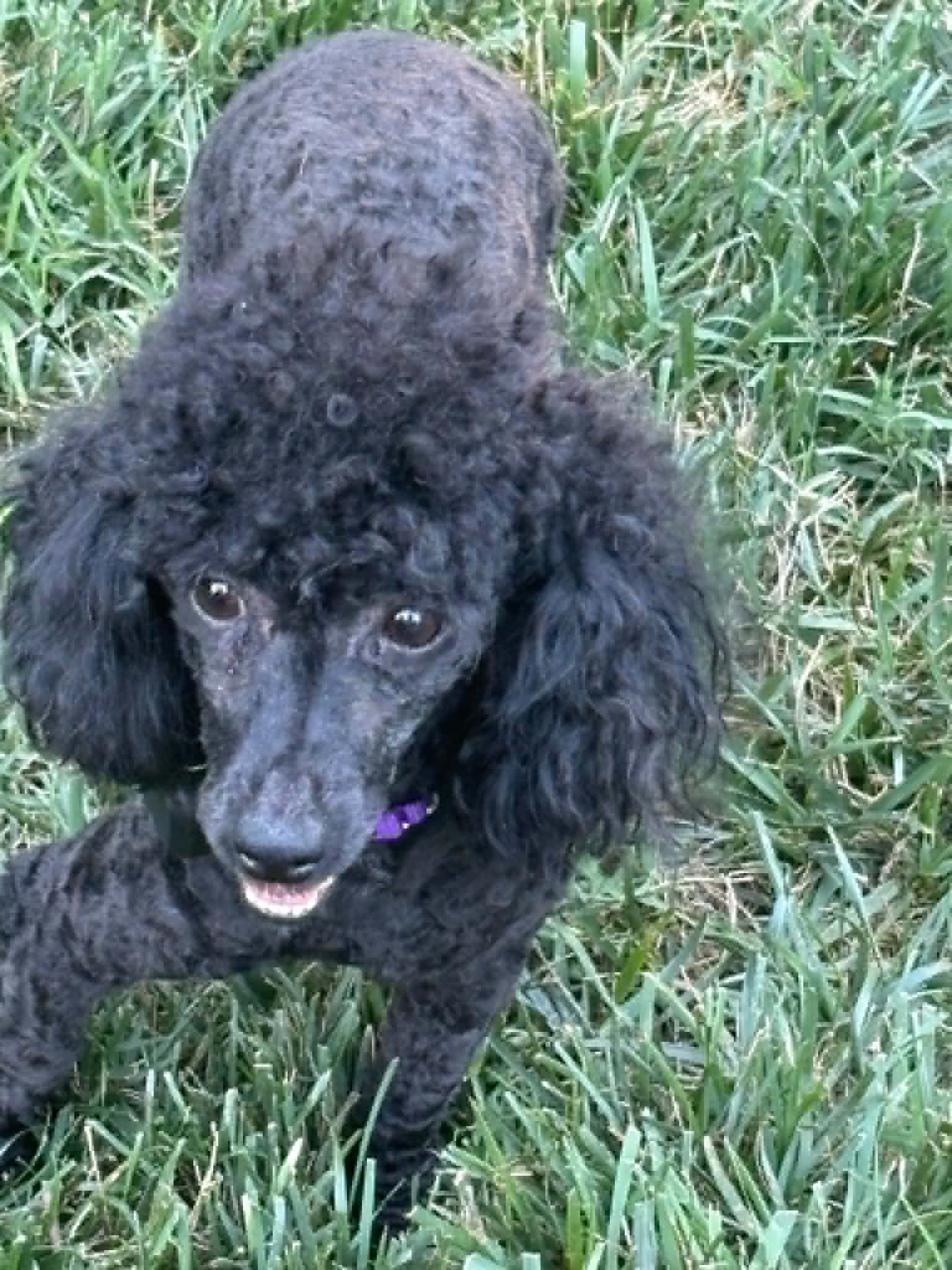 Annabelle - Poodle (Miniature)